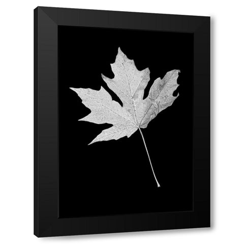 Leaf Black and White 1 Black Modern Wood Framed Art Print with Double Matting by Schell, Jennie Marie