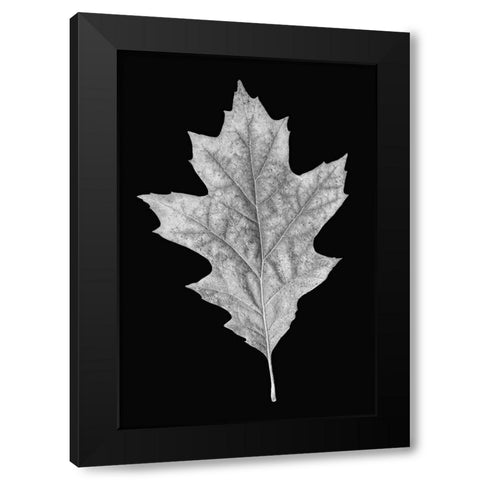 Leaf Black and White 3 Black Modern Wood Framed Art Print with Double Matting by Schell, Jennie Marie