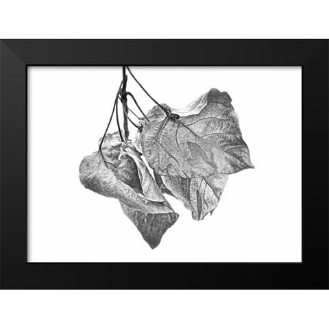 Leaves Dried Black and White Black Modern Wood Framed Art Print by Schell, Jennie Marie