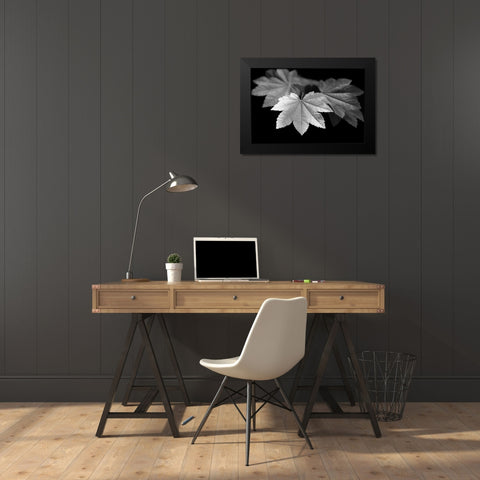 Leaves Maple Black and White Black Modern Wood Framed Art Print by Schell, Jennie Marie