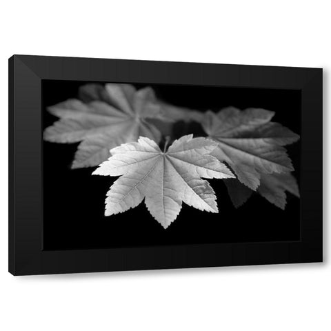Leaves Maple Black and White Black Modern Wood Framed Art Print with Double Matting by Schell, Jennie Marie