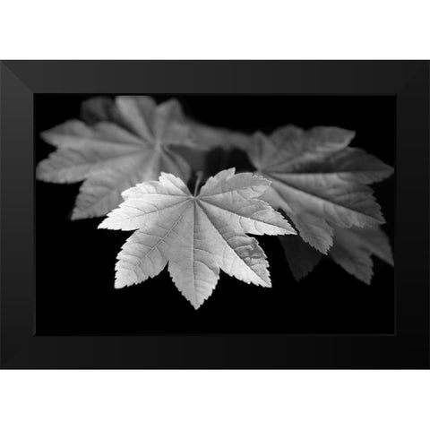 Leaves Maple Black and White Black Modern Wood Framed Art Print by Schell, Jennie Marie