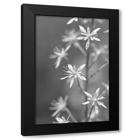 Little Wildflowers Macro Black and White Black Modern Wood Framed Art Print with Double Matting by Schell, Jennie Marie