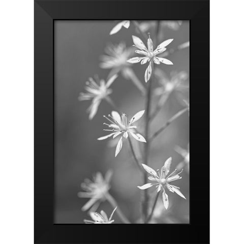 Little Wildflowers Macro Black and White Black Modern Wood Framed Art Print by Schell, Jennie Marie