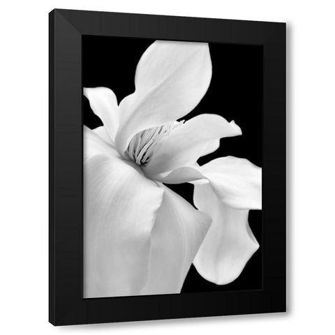 Magnolia Flower Macro Black and White 1 Black Modern Wood Framed Art Print with Double Matting by Schell, Jennie Marie