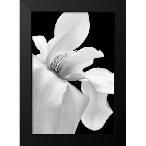 Magnolia Flower Macro Black and White 1 Black Modern Wood Framed Art Print by Schell, Jennie Marie