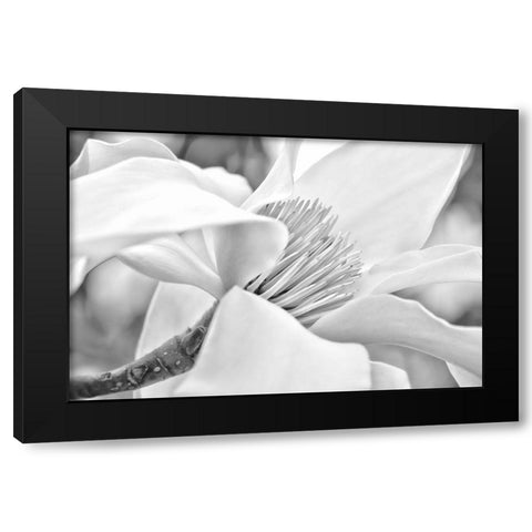 Magnolia Flower Macro Black and White 2 Black Modern Wood Framed Art Print by Schell, Jennie Marie