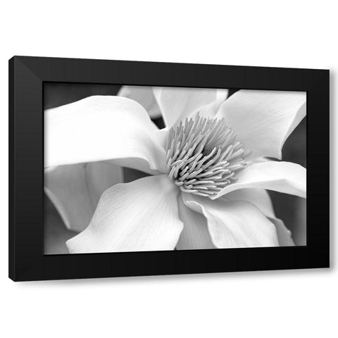 Magnolia Flower Macro Black and White 3 Black Modern Wood Framed Art Print by Schell, Jennie Marie