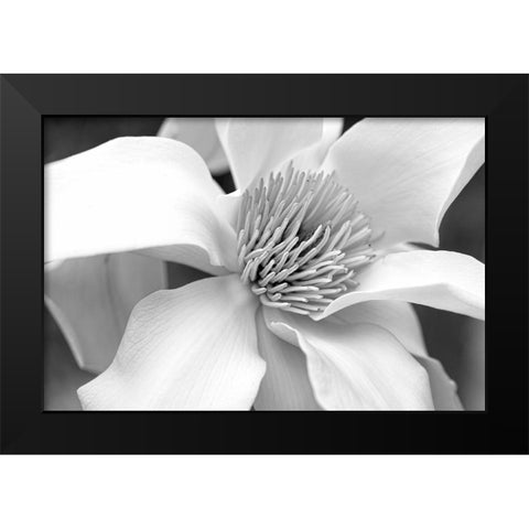 Magnolia Flower Macro Black and White 3 Black Modern Wood Framed Art Print by Schell, Jennie Marie