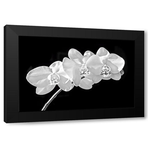 Orchid Flowers Black and White Black Modern Wood Framed Art Print with Double Matting by Schell, Jennie Marie