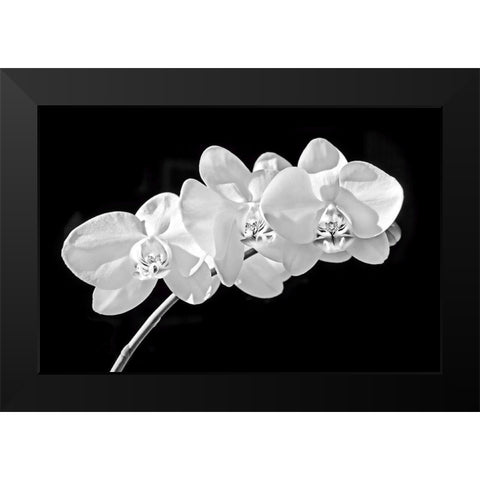 Orchid Flowers Black and White Black Modern Wood Framed Art Print by Schell, Jennie Marie
