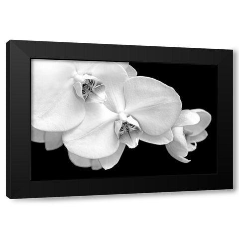 Orchid Flowers Macro Black and White Black Modern Wood Framed Art Print with Double Matting by Schell, Jennie Marie