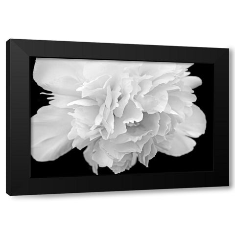 Peony Flower Macro Black and White Black Modern Wood Framed Art Print with Double Matting by Schell, Jennie Marie