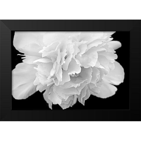 Peony Flower Macro Black and White Black Modern Wood Framed Art Print by Schell, Jennie Marie