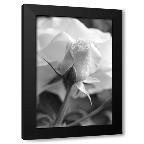 Rose Bud Flower Black and White Black Modern Wood Framed Art Print with Double Matting by Schell, Jennie Marie