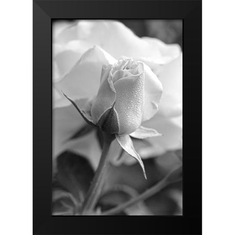 Rose Bud Flower Black and White Black Modern Wood Framed Art Print by Schell, Jennie Marie