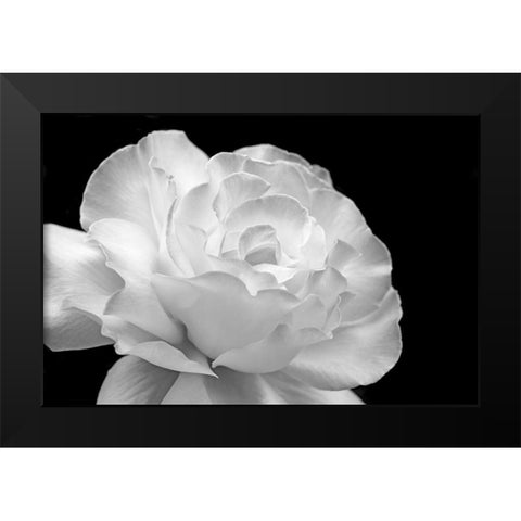 Rose Flower Macro Black and White 1 Black Modern Wood Framed Art Print by Schell, Jennie Marie