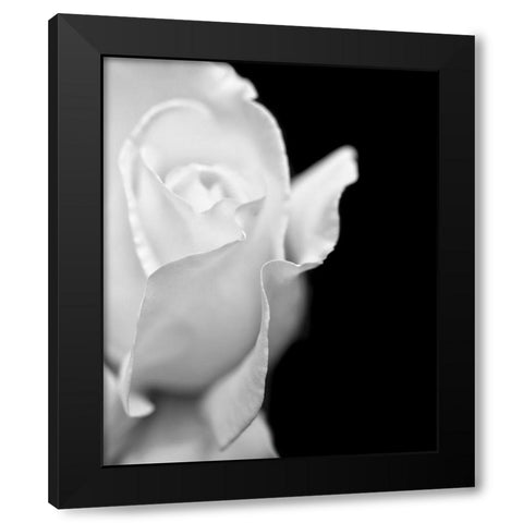 Rose Flower Macro Black and White 2 Black Modern Wood Framed Art Print with Double Matting by Schell, Jennie Marie