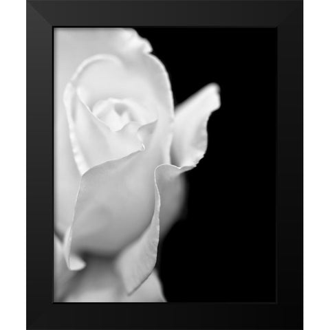 Rose Flower Macro Black and White 2 Black Modern Wood Framed Art Print by Schell, Jennie Marie