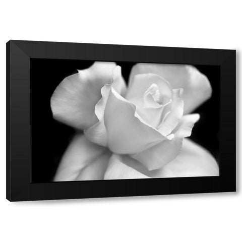 Rose Flower Macro Black and White 3 Black Modern Wood Framed Art Print by Schell, Jennie Marie