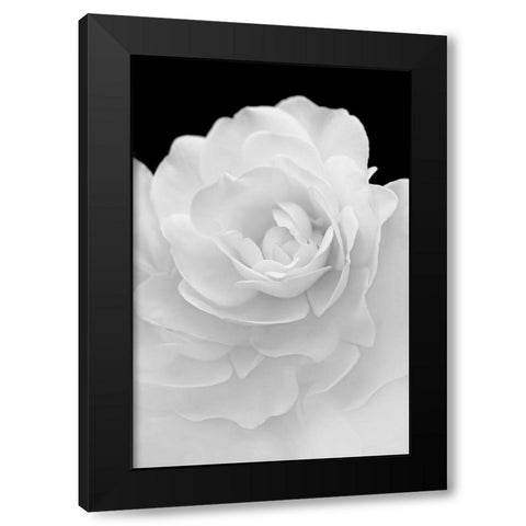 Rose Flower Macro Black and White 4 Black Modern Wood Framed Art Print by Schell, Jennie Marie