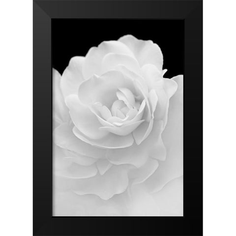 Rose Flower Macro Black and White 4 Black Modern Wood Framed Art Print by Schell, Jennie Marie