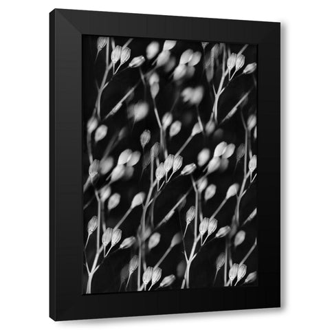Seed Pods Abstract Black and White Black Modern Wood Framed Art Print with Double Matting by Schell, Jennie Marie