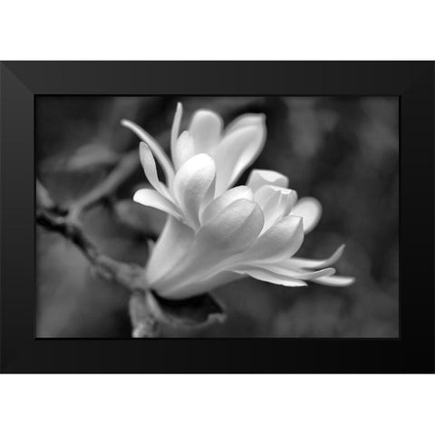 Star Magnolia Flower Macro Black and White Black Modern Wood Framed Art Print by Schell, Jennie Marie
