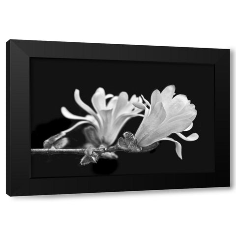 Star Magnolia Flowers Black and White Black Modern Wood Framed Art Print with Double Matting by Schell, Jennie Marie