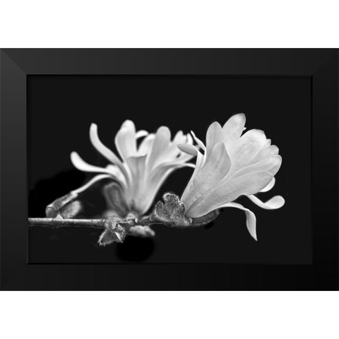 Star Magnolia Flowers Black and White Black Modern Wood Framed Art Print by Schell, Jennie Marie