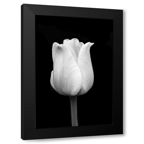 Tulip Flower Macro Black and White 1 Black Modern Wood Framed Art Print with Double Matting by Schell, Jennie Marie