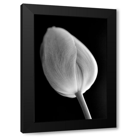 Tulip Flower Macro Black and White 2 Black Modern Wood Framed Art Print by Schell, Jennie Marie