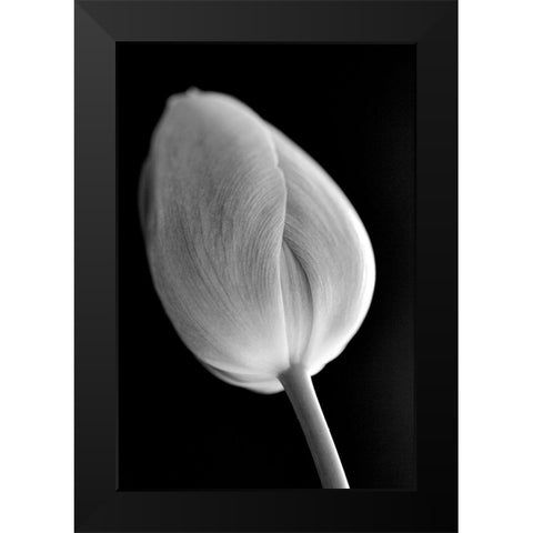 Tulip Flower Macro Black and White 2 Black Modern Wood Framed Art Print by Schell, Jennie Marie