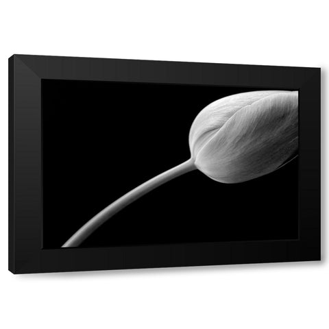 Tulip Flower Macro Black and White 3 Black Modern Wood Framed Art Print with Double Matting by Schell, Jennie Marie