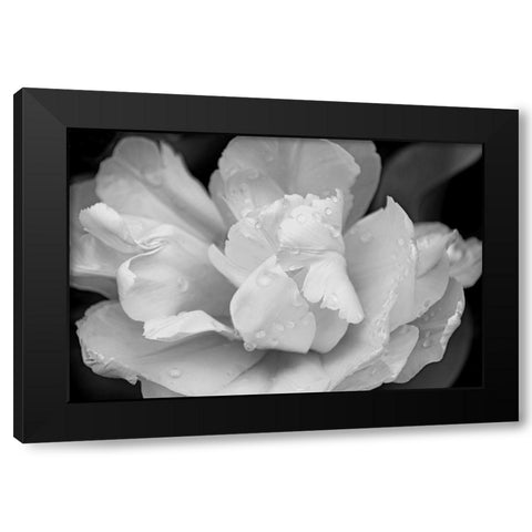 Tulip Flower Macro Black and White 4 Black Modern Wood Framed Art Print by Schell, Jennie Marie