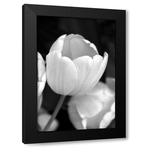 Tulip Flowers Black and White 1 Black Modern Wood Framed Art Print by Schell, Jennie Marie