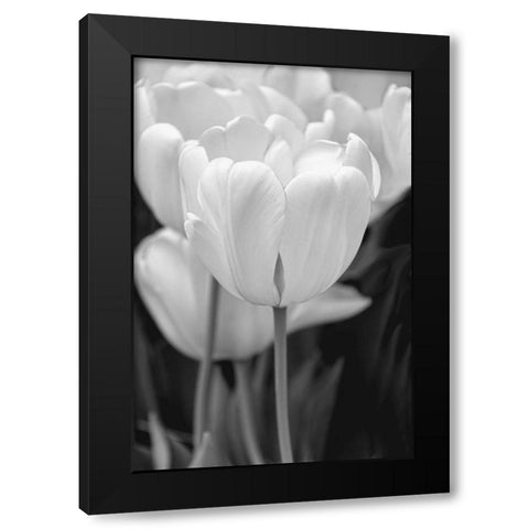 Tulip Flowers Black and White 2 Black Modern Wood Framed Art Print by Schell, Jennie Marie