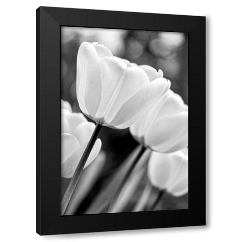 Tulip Flowers Black and White 3 Black Modern Wood Framed Art Print by Schell, Jennie Marie