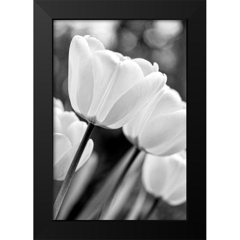Tulip Flowers Black and White 3 Black Modern Wood Framed Art Print by Schell, Jennie Marie