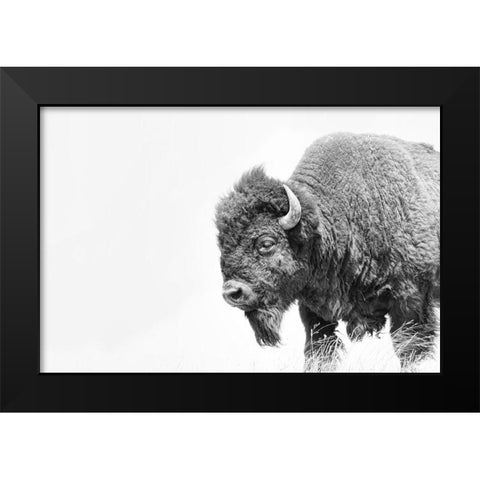 Buffalo Bison Black and White Black Modern Wood Framed Art Print by Schell, Jennie Marie