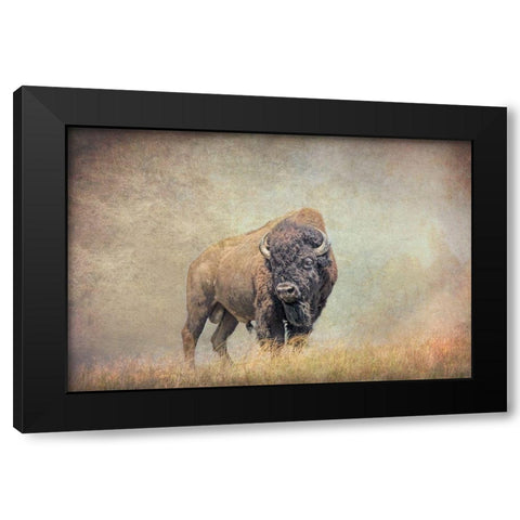 Buffalo Bison on Hill Black Modern Wood Framed Art Print by Schell, Jennie Marie