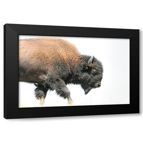Buffalo Bison Walk Black Modern Wood Framed Art Print with Double Matting by Schell, Jennie Marie