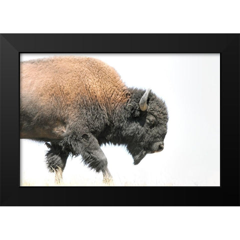 Buffalo Bison Walk Black Modern Wood Framed Art Print by Schell, Jennie Marie