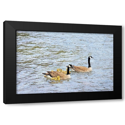 Canada Geese and Goslings on Lake Black Modern Wood Framed Art Print with Double Matting by Schell, Jennie Marie