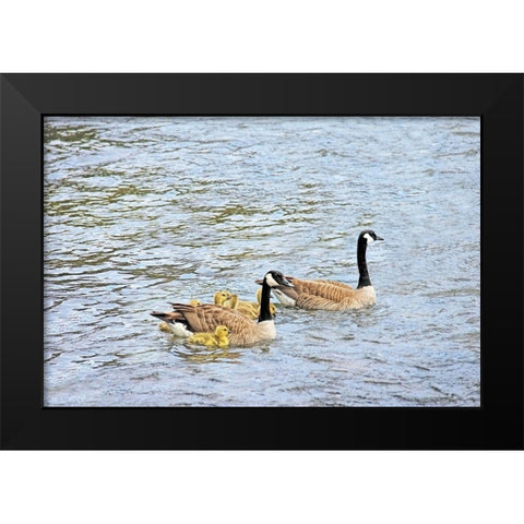 Canada Geese and Goslings on Lake Black Modern Wood Framed Art Print by Schell, Jennie Marie