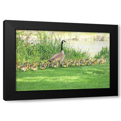 Canada Goose and Goslings Black Modern Wood Framed Art Print by Schell, Jennie Marie
