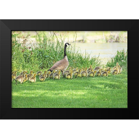 Canada Goose and Goslings Black Modern Wood Framed Art Print by Schell, Jennie Marie