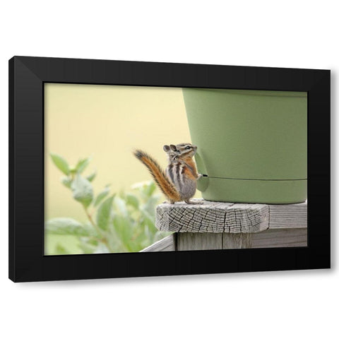 Chipmunk and Flower Pot Black Modern Wood Framed Art Print by Schell, Jennie Marie