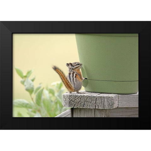 Chipmunk and Flower Pot Black Modern Wood Framed Art Print by Schell, Jennie Marie