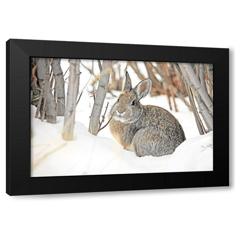 Cottontail Rabbit in Snow 2 Black Modern Wood Framed Art Print with Double Matting by Schell, Jennie Marie